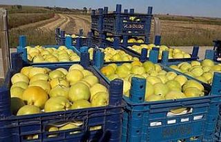 Uzunköprü armudu, Rusya yolcusu