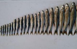 Van Gölü “Van Gölü İnci Kefali Stoğunun İzlenmesi”...