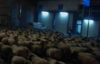 Van’ın işlek caddelerinden yine koyun sürüsü...