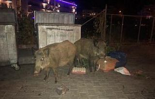Yaban Domuzları plajda yiyecek arıyor