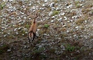 Yaban hayvanlarının foto kapana takılan muhteşem...