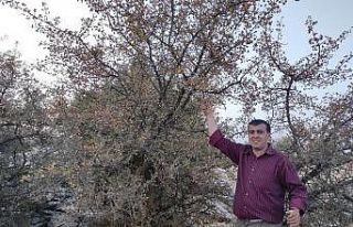 Yabani alıçlar toplanıyor