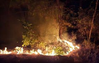 Yangın 500 metrekarelik ormanlık alana zarar verdi