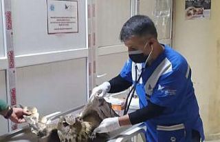 Yaralı baykuş Van’a sevk edildi