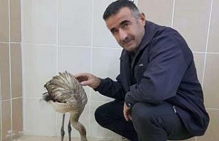 Yaralı flamingo tedavi altına alındı