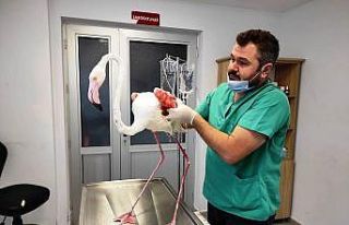 Yaralı flamingoya Büyükşehir şefkati