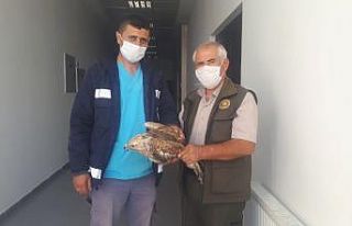 Yaralı Kızıl Şahin ve Atmaca tedaviye alındı