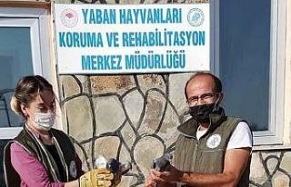 Yaralı kuşlar tedavi altına alındı