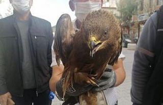 Yaralı olarak bulunan Şahin tedavi altına alındı
