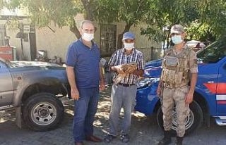 Yaralı şahin ekipleri teslim edildi