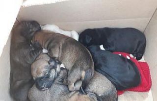 Yaralı sokak hayvanlarının imdadına İlkadım...