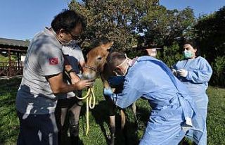 Yaralı tay sağlığına kavuşturuldu