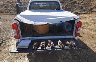 Yasağı hiçe sayan avcılara ceza yağdı