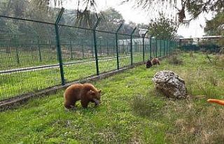 Yavru ayılar Bursa’ya gönderildi