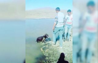 Yavru eşeği bağlayıp göle atan şahıslara para...