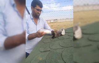 Yavru köpekleri bebek gibi biberonla besliyor
