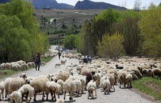 Yayla mesaisini tamamlayan Doğu Anadolu’daki göçerler...