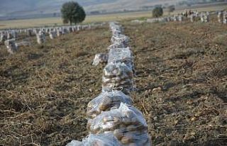 Yaylada patates hasatı başladı