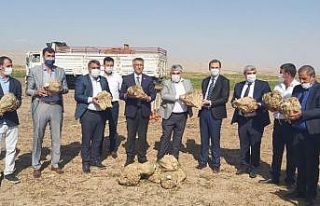 Yazıhan’da pancarının kalitesine tam not