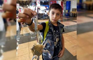 Yengeç, tanesi 10 liraya kapış kapış satılıyor