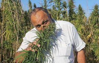 Yerli ve milli kenevirler hasada hazır: Bu kenevirlerden...