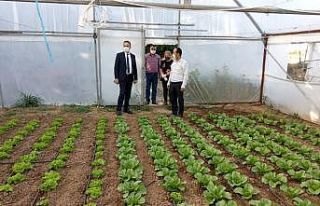 Yeşil gıda seracılıkta kış dönemi ürün çeşitliliği...