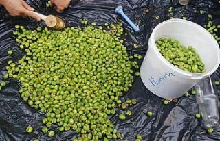 Yeşil zeytinler sofraları süslüyor