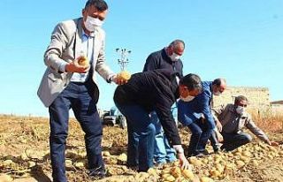 Yeşilhisar’da patates hasadı devam ediyor