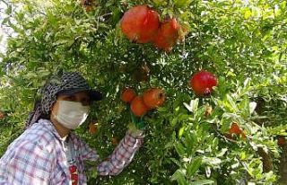 Yılın son hicaz narı hasadı