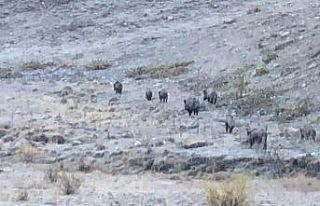 Yiyecek arayan domuz sürüsü kamerada