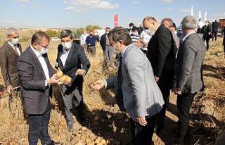 Yozgat’ta yerli patates hasadı yapıldı