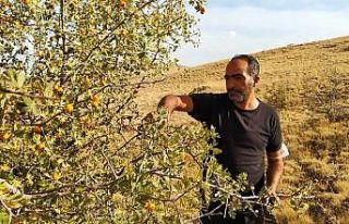 Yunak’ta alıç toplanmaya devam ediyor