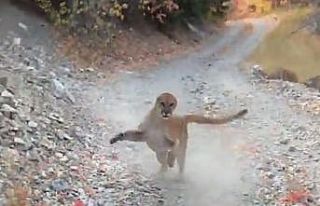 Yürüyüş yaparken peşine puma takıldı