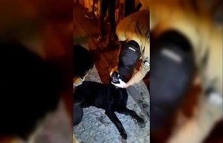Zehirlenen köpek için bekçiler seferber oldu