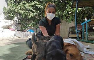 Zehirlenen köpek sağlığına kavuşuyor