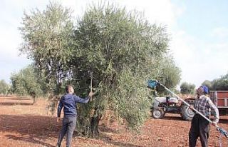 Zeytinde erken hasat uyarısı