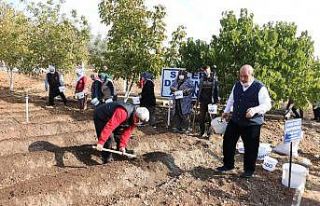 10 yıl alım garantisi var... Salep tohumları toprakla...