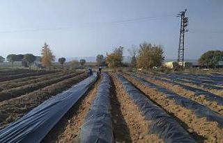 3 dekarla başlandı, talepleri yetiştirememesi öngörülüyor