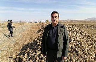 40 gün önce hasadı yapılan şeker pancarları...