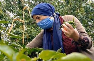 4 kanser hastasının olduğu aileden 2 kişi öldü,...
