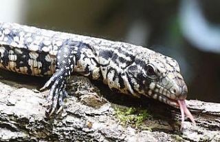 ABD’de dev kertenkele ve solucan paniği