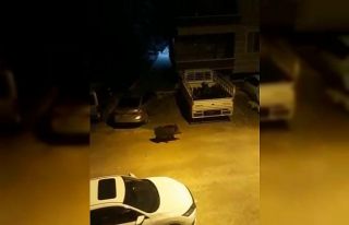 Aç kalan domuz şehir merkezine indi