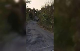 Aç kalan domuz sürüleri köylere inmeye başladı