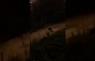 Aç kalan yaban domuzları ilçe merkezine indi