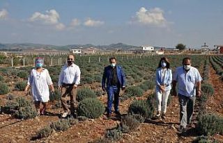 Adana’da lavanta balı üretilecek