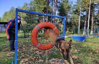 AFAD’ın altın burunlu kahraman köpekleri böyle...