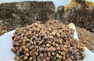 Afyonkarahisar Taşoluk’ta vitamin deposu ’arı...