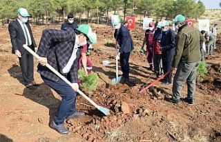 Ağaçlandırma döneminde 300 bin fidan dikilmiş...