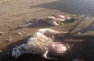 Ağıla giren köpekler 30 koyunu telef etti
