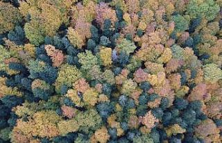 Ahmetusta Geçidi’nde rengarenk ağaçlar hayran...